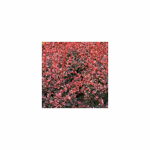 Dřišťál Thunbergov Pink Atraction 10/20 cm, v květináči Berberis thunbergii Pink Atraction